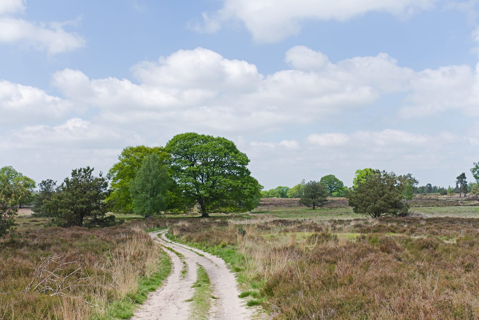 Zandpad over de Haarlerberg bij Haarle en Hellendoorn eind mei