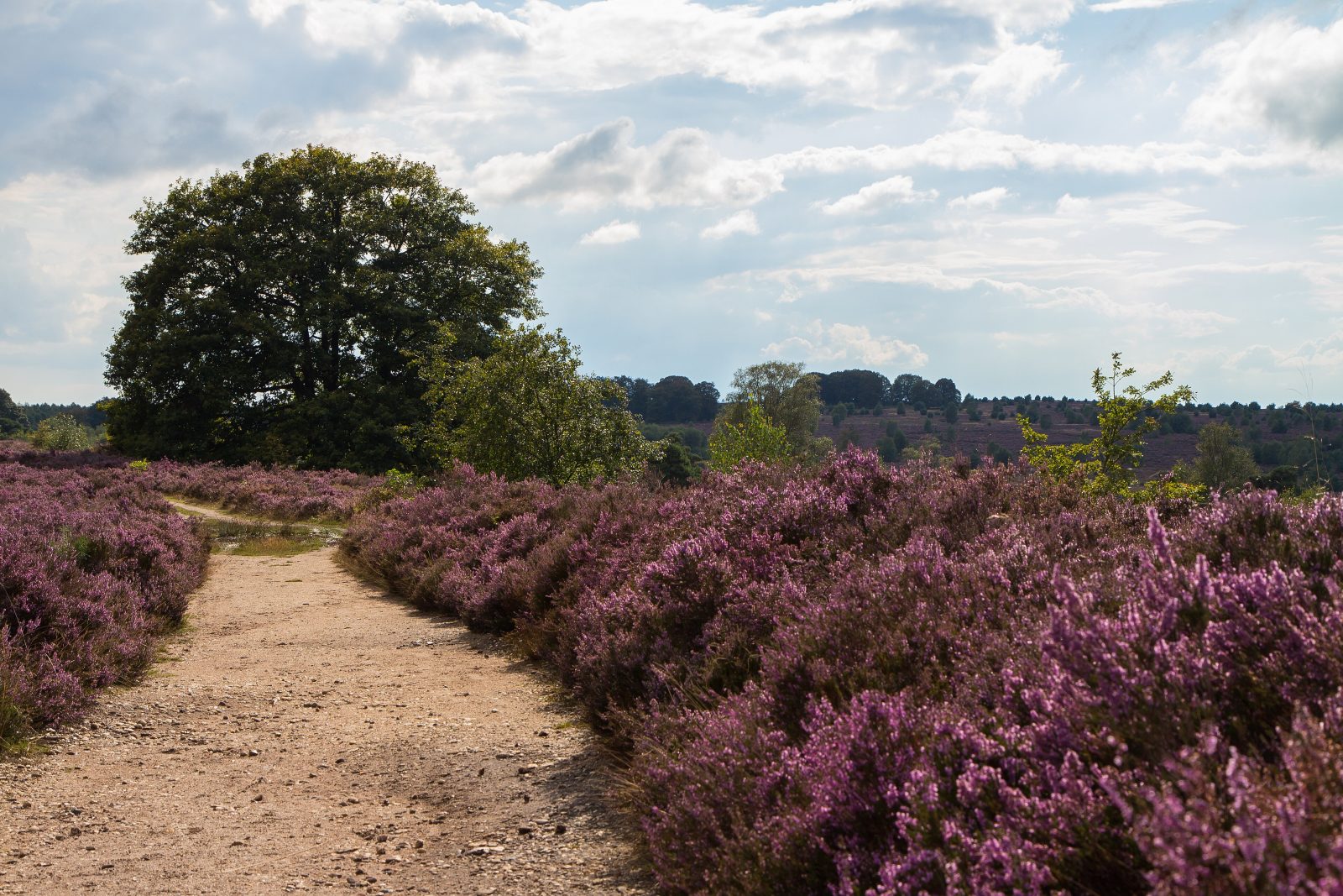 Bloeiende paarse heide op de Sallandse Heuvelrug bij Nijverdal